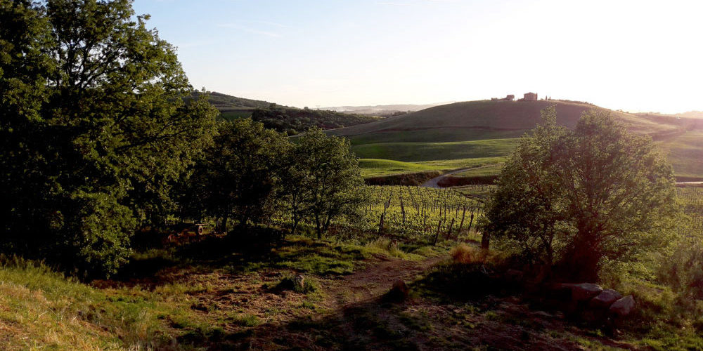 montenero-campagna-viti