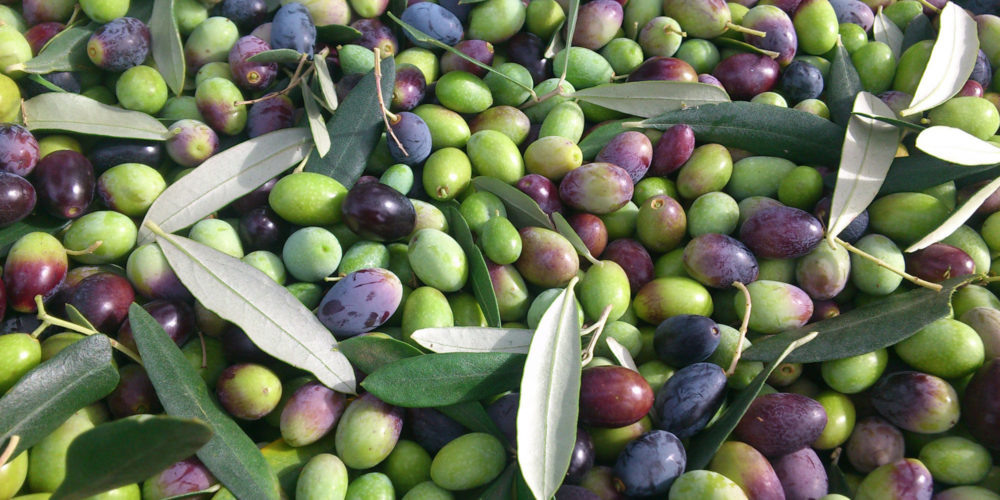 olive-peteglia